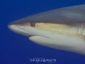 Macro Shark - Taken with a 60mm Macro on Panasonic GH4 by Jan Morton 
